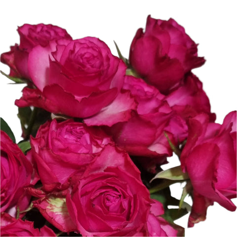 Buquê de Rosas Pink c/ 6un